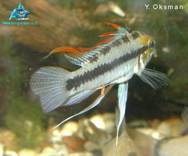 Apistogramma trifasciata